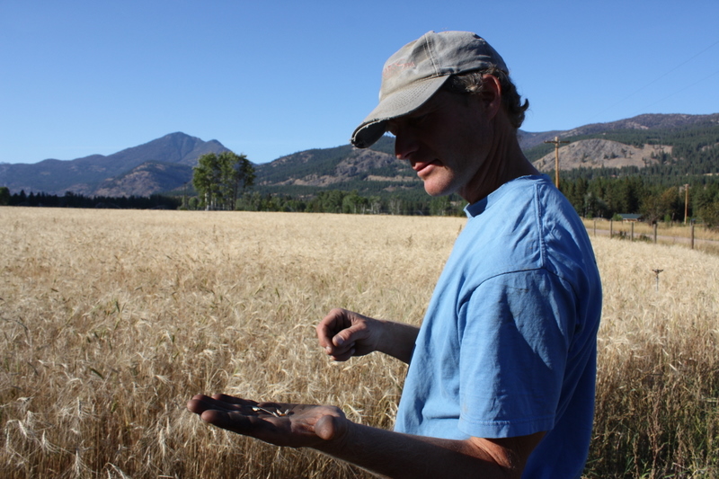 Sam Lucy examines a handful of his farm-grown organic grain