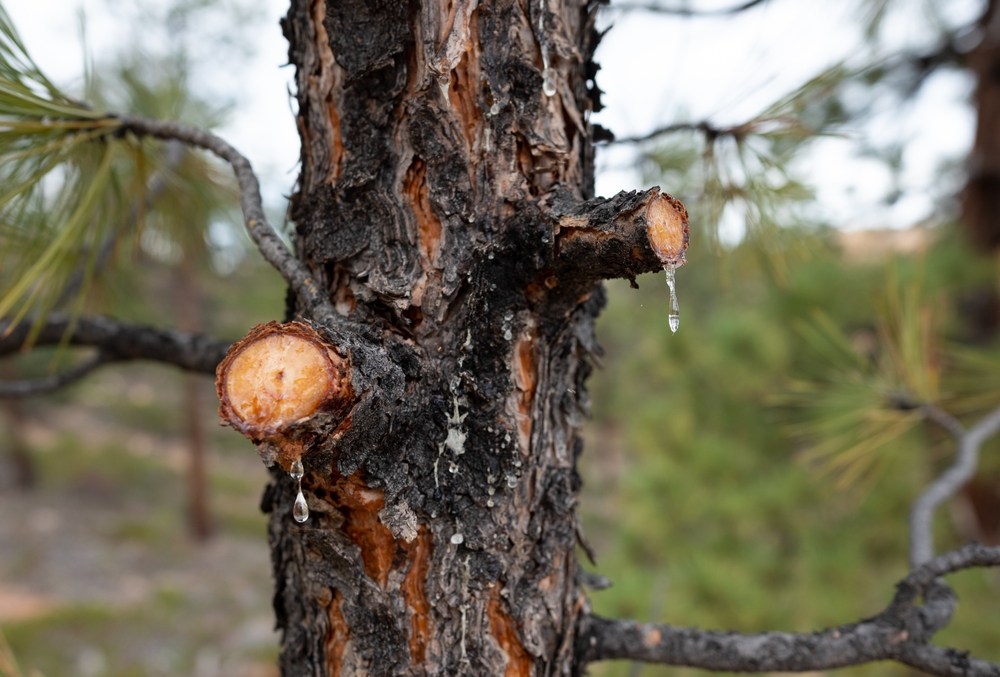 Sap,Oozes,From,Freshly,Cut,Limbs,On,A,Young,Pine