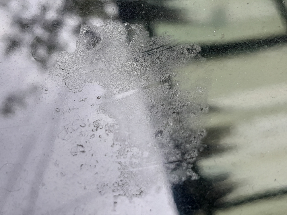 Damage,Paint,By,Tree,Sap